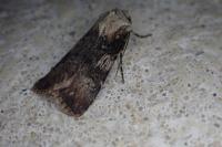 Agrotis puta