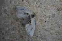 Cilix glaucata