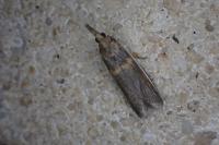 Etiella zinckenella