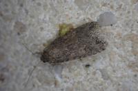 Spodoptera exigua