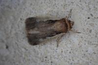Ochropleura plecta