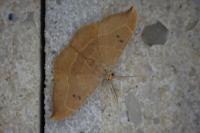 Watsonalla binaria
