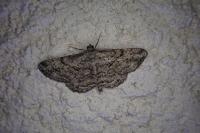 Peribatodes rhomboidaria