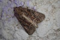 Thalpophila matura