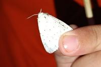 Spilosoma lubricipeda