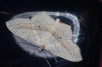 Scopula imitaria