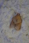 Clepsis consimilana
