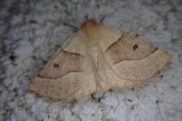 Crocallis elinguaria