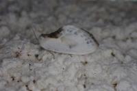 Cilix glaucata