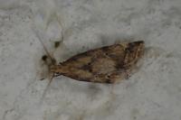 Brachmia blandella