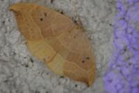 Watsonalla binaria