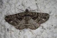 Peribatodes ilicaria