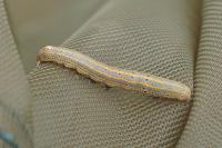 Aedia leucomelas