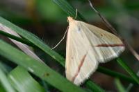 Rhodometra sacraria