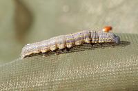 Aedia leucomelas