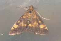 Pyrausta aurata