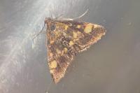 Pyrausta aurata