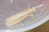 Agriphila