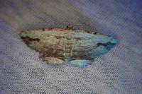 Menophra abruptaria