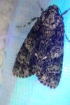 Acronicta rumicis
