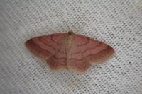 Scopula rubiginata