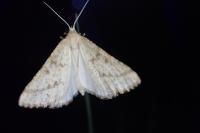 Aspitates ochrearia