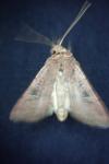 Xestia xanthographa
