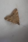 Pyrausta despicata