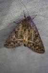 Thalpophila matura
