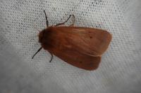 Phragmatobia fuliginosa