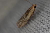 Eucosma cana / Eucosma hohenwartiana
