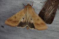 Helicoverpa armigera