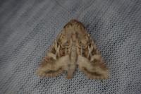 Luperina dumerilii