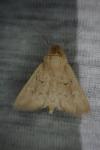 Mythimna ferrago