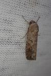 Spodoptera exigua