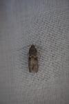 Blastobasis glandulella