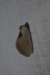 Cilix hispanica