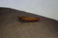 Oncocera semirubella
