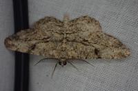 Peribatodes rhomboidaria