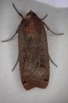 Noctua pronuba