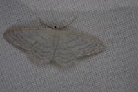 Idaea subsericeata