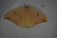 Watsonalla binaria