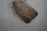 Xestia castanea