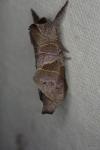 Clostera pigra