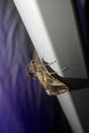 Autographa gamma