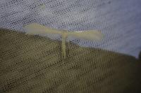 Pterophorus pentadactylus