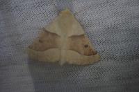 Crocallis elinguaria