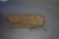 Noctua tirrenica