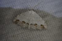Scopula ornata