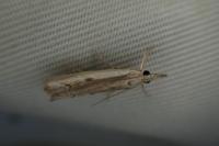 Agriphila geniculea